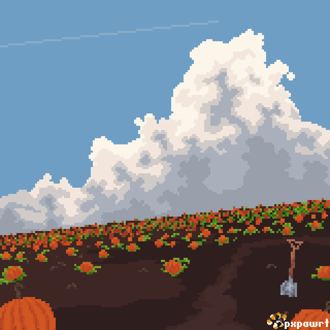 Pumpkin Field